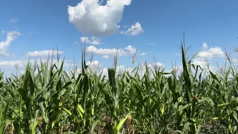 Corn plantation under a bright sky, Majestic farm field of maize, Vibrant Stock Footage 314290202