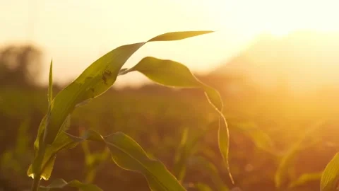 Corn plantations in the field at sunset Stock Footage 132109384