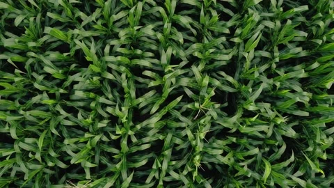 Corn Plantations Stock Footage 197029717