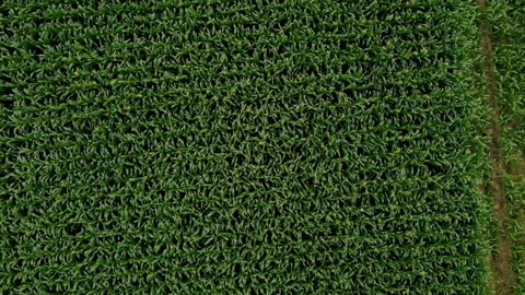 Corn Plantations Stock Footage 197029720