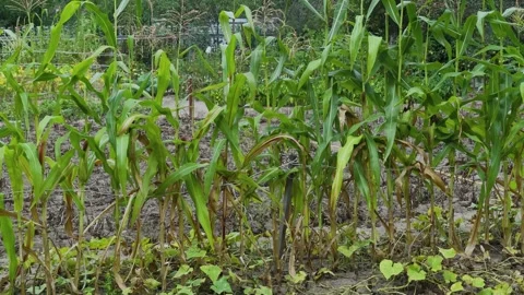Corn planted in the country gives a harvest Stock-Footage 306159953