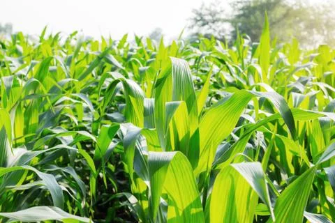Corn planted with daylight. Stock Photos