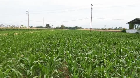 Corn is planted field Stock Photos