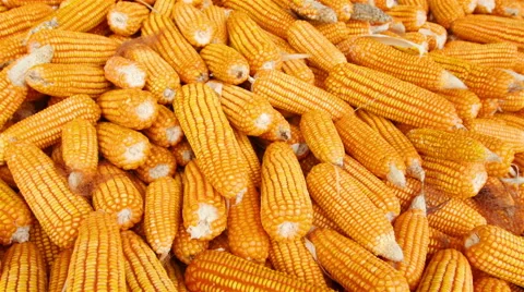 Corn is planted in Thailand Stock Footage 48343974