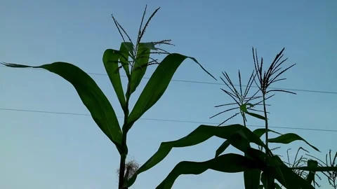 Corn Planting Stock Footage 332875215