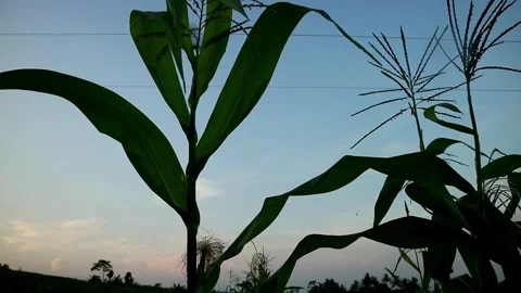 Corn Planting Stock-Footage 332875217