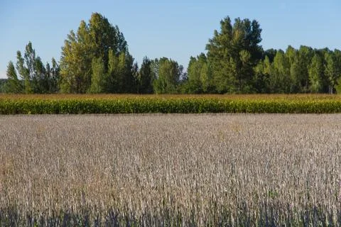 Corn planting 写真素材