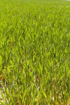 Corn Planting Foto stock