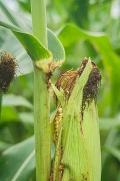 Corn plants affected by pests due to crop failure Stock Photos