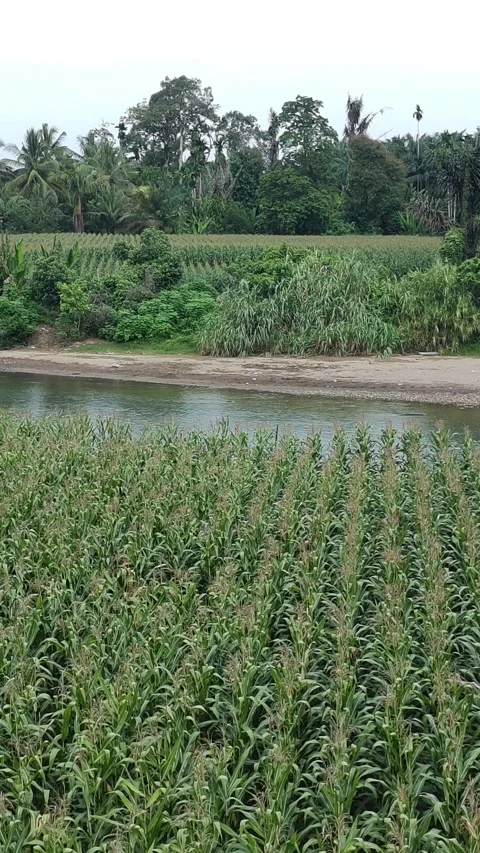 Corn plants in the afternoon Stock Footage 330952810