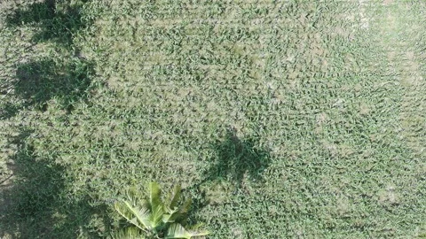 Corn plants in the afternoon Stock Footage 330952983