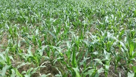 Corn plants in the afternoon Stock Footage 330953014