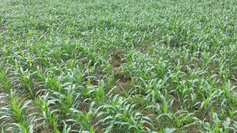 Corn plants in the afternoon Video stock 330953054
