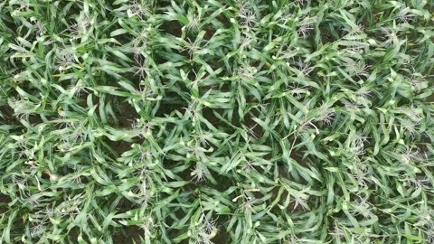 Corn plants in the afternoon Stock Footage 330953729