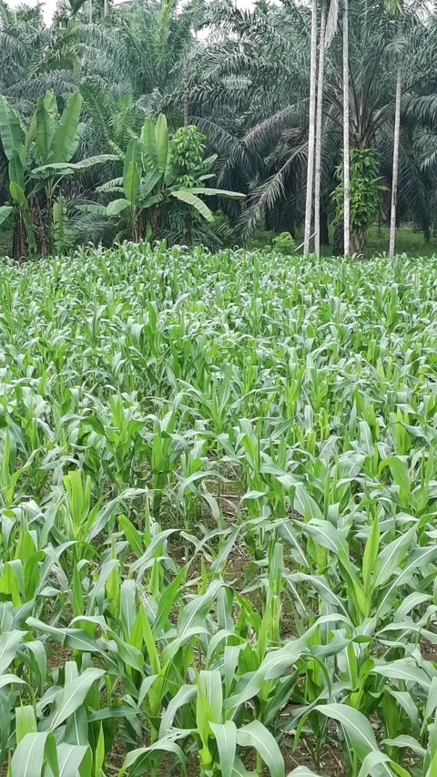 Corn plants in the afternoon Stock Footage 330954665