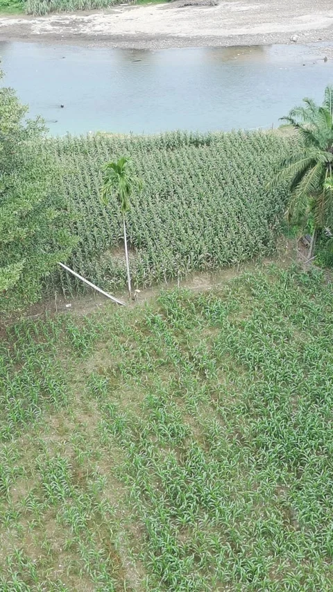 Corn plants in the afternoon Stock Footage 330955003