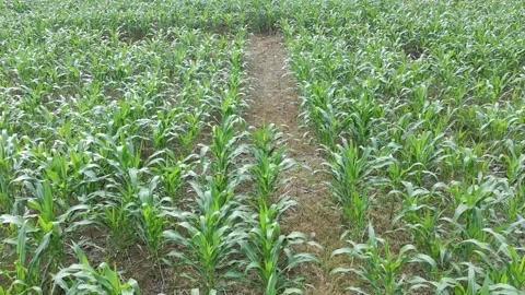 Corn plants in the afternoon Stock Footage 330955041