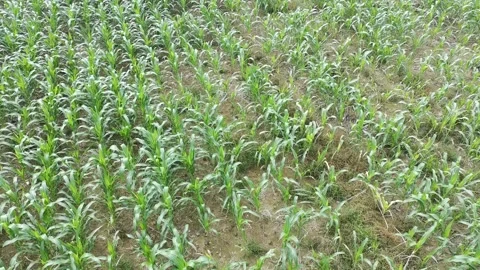 Corn plants in the afternoon Video stock 330955178