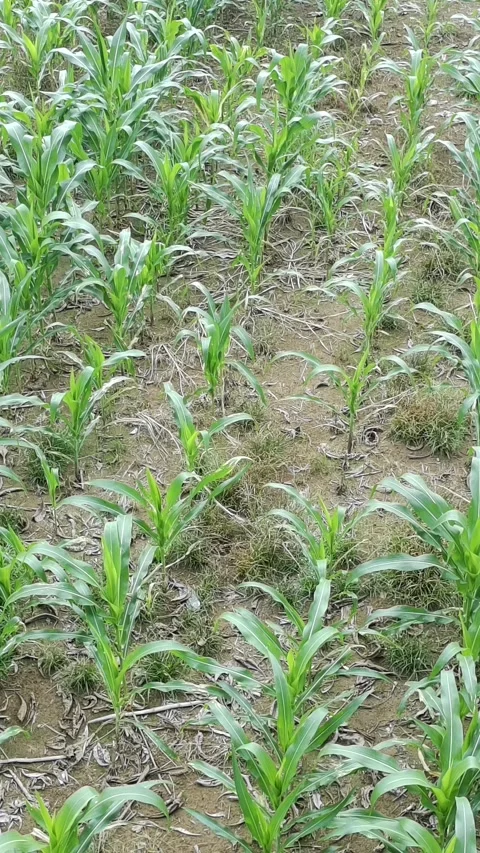Corn plants in the afternoon Stock Footage 330955354