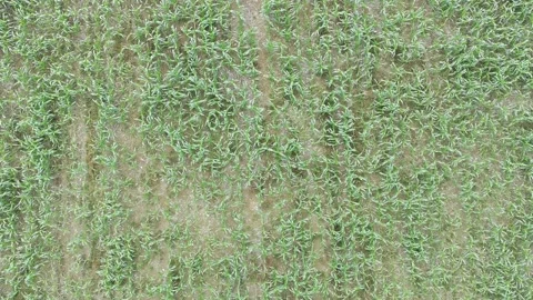 Corn plants in the afternoon Stock Footage 330955355