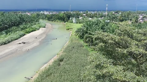 Corn plants in the afternoon Stock Footage 330956709