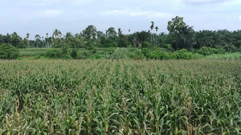 Corn plants in the afternoon Video stock 330956805