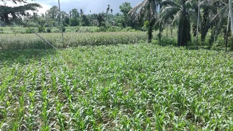 Corn plants in the afternoon Stock Footage 330956809