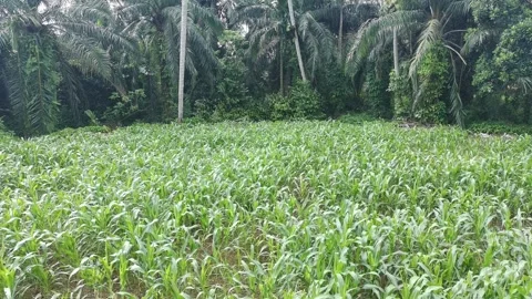 Corn plants in the afternoon Stock Footage 330956812