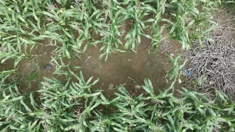 Corn plants in the afternoon Stock Footage 330956969