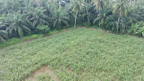 Corn plants in the afternoon Stock Footage 330957344
