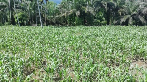 Corn plants in the afternoon Stock Footage 330957429