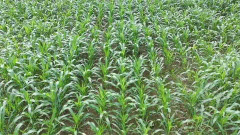 Corn plants in the afternoon Stock Footage 330957477