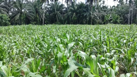 Corn plants in the afternoon Stock Footage 330957791