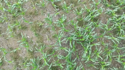 Corn plants in the afternoon Stock-Footage 330958250