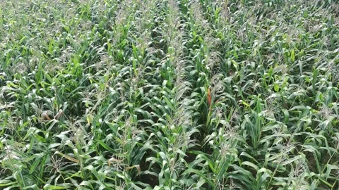 Corn plants in the afternoon Stock Footage 330958368