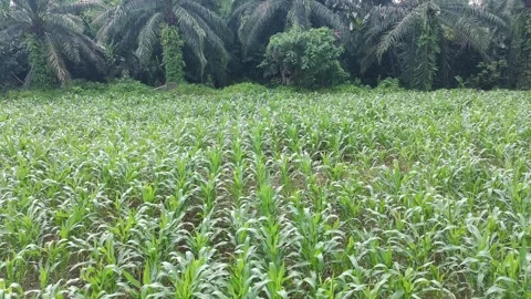 Corn plants in the afternoon Video stock 330958758