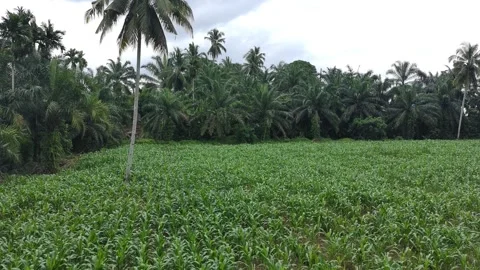 Corn plants in the afternoon Stock Footage 330959395