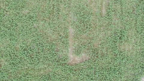 Corn plants in the afternoon Stock Footage 330959544