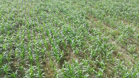 Corn plants in the afternoon Stock Footage 330961545