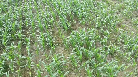 Corn plants in the afternoon Video stock 330961597