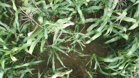 Corn plants in the afternoon Video stock 330961607