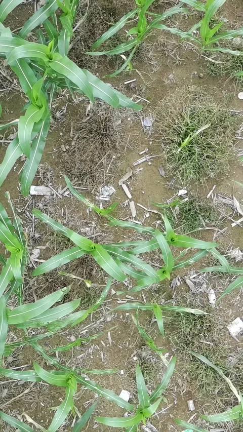 Corn plants in the afternoon Stock Footage 330962690