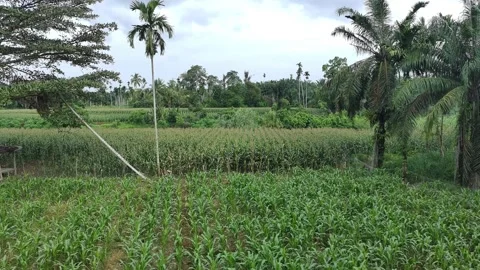 Corn plants in the afternoon Stock Footage 330962754