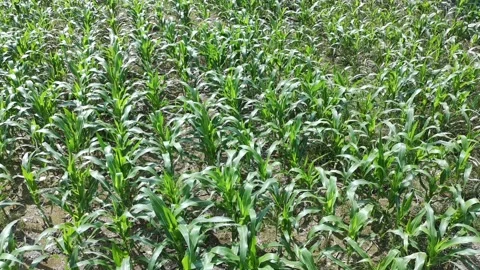 Corn plants in the afternoon Stock Footage 330963025