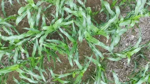 Corn plants in the afternoon Stock Footage 330963172