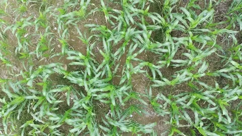 Corn plants in the afternoon Stock Footage 330963558
