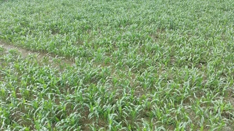 Corn plants in the afternoon Stock Footage 330963864
