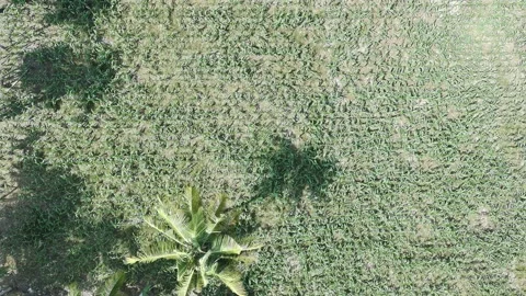 Corn plants in the afternoon Stock Footage 330963915