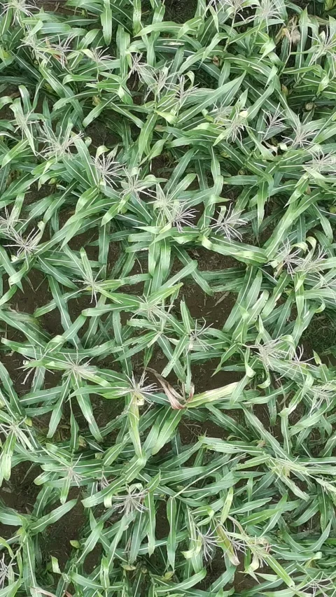 Corn plants in the afternoon Stock Footage 330963970