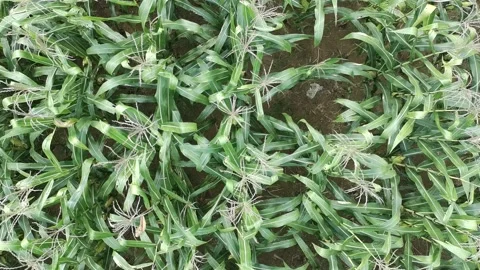 Corn plants in the afternoon Stock Footage 330964087